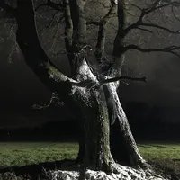 baum_2.jpeg